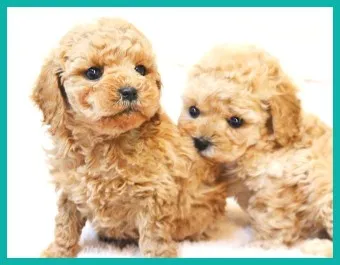 푸들 종류 토이푸들 실버투들 분양 가격 성격_19