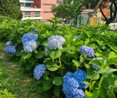 서울 도심 속 수국 명소, 초안산 수국동산 완전정복!