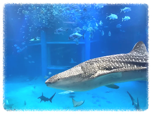 가이유칸 수족관