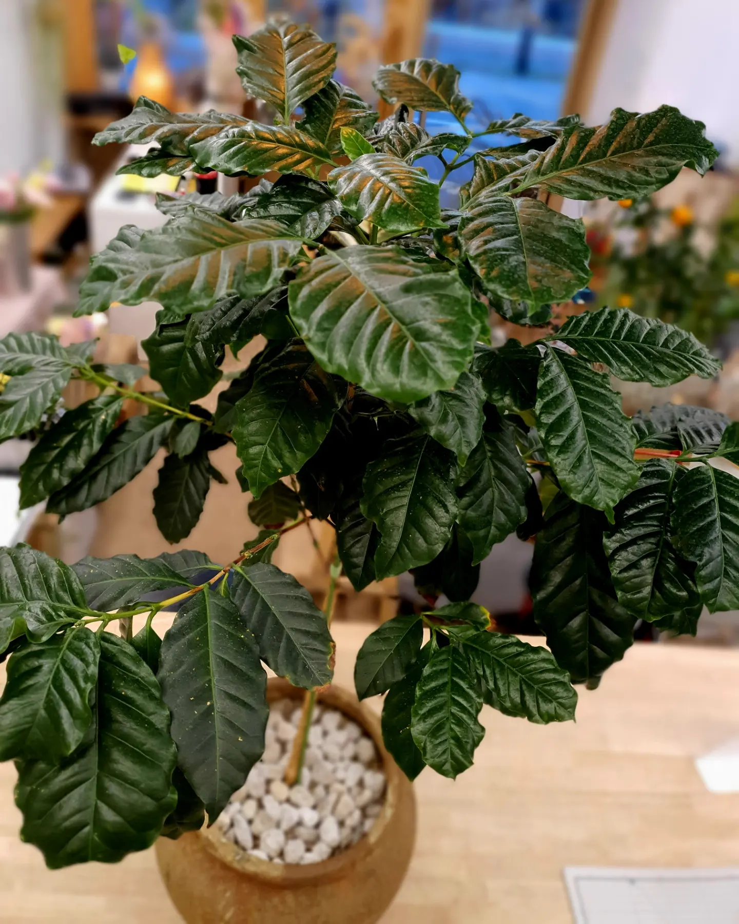 coffee tree&#39;s leaves