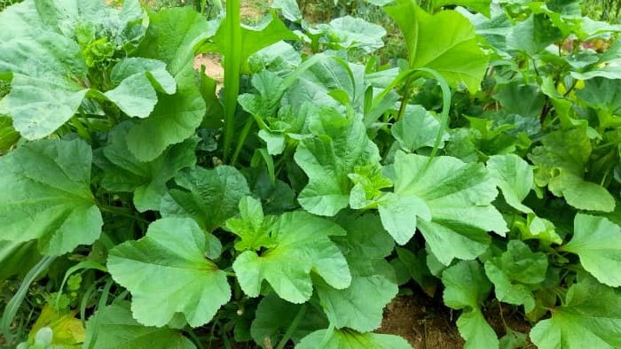 아욱-재배법-모종심기-모종-심는시기-심는방법-솎아주기-웃거름