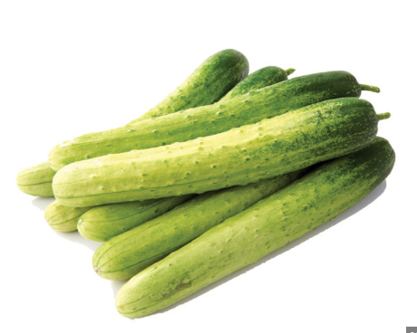 오이 심는 시기, 재배 방법, 모종 심기, 수확 시기 알아 보기