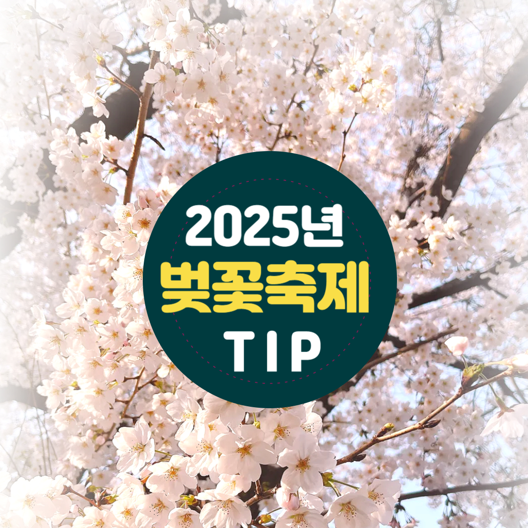 2025 전국 벚꽃 여행지