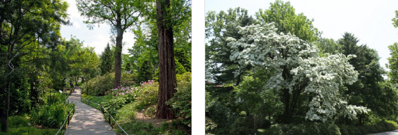 홍릉숲 천년의 숲길