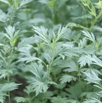 쑥 요리 봄 제철 음식 쑥국 만드는 법 쑥버무리 쑥전 쑥밥 쑥 디저트 쑥 라떼 쑥 쿠키 쑥 활용법 봄나물 요리 봄철 간식 제철 식재료 요리 쑥 보관법 쑥 손질법