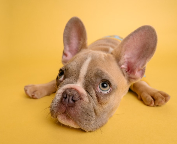 강아지를 위한 건강한 식단 관리법과 실천 가이드