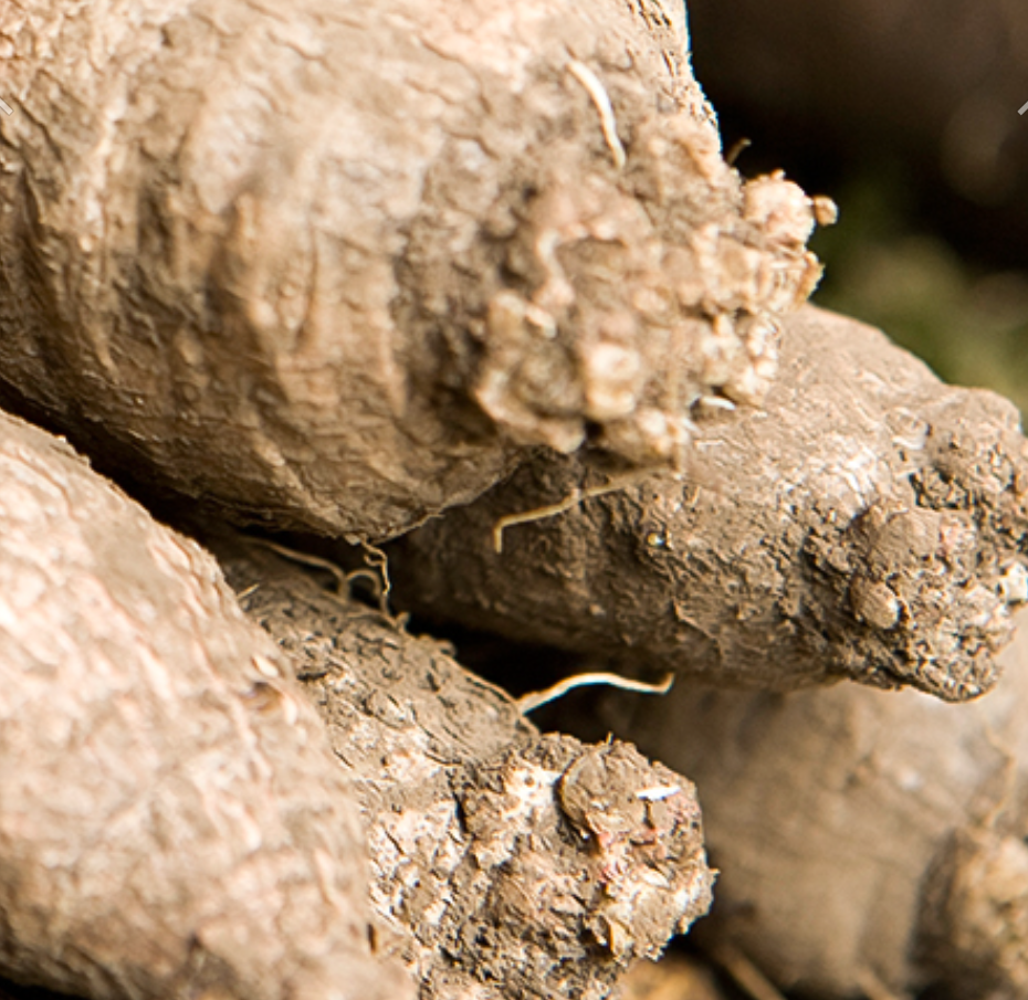 횡성 주주리농장 더덕