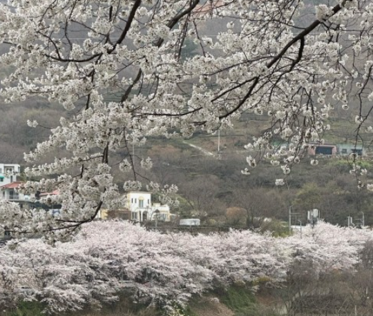 하동벚꽃
