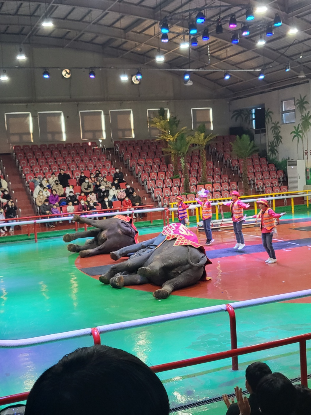 제주도 아이와가볼만한곳, 점보빌리지