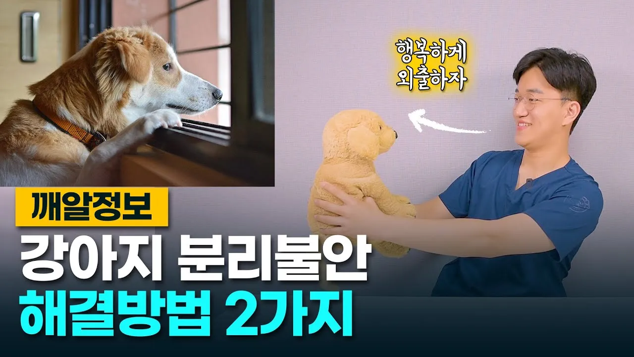견주라면 알아야 하는 강아지 분리불안 해결법_6