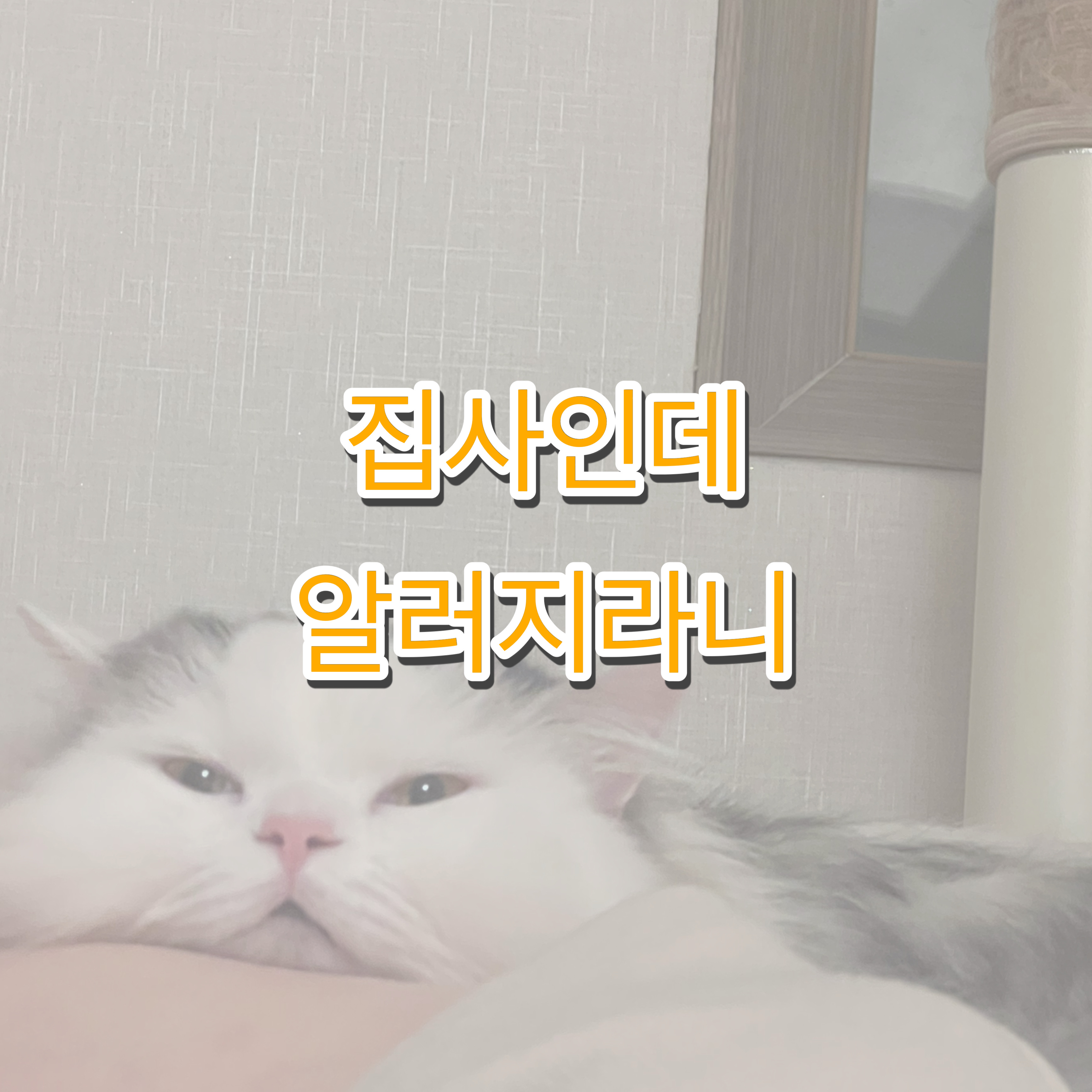 고양이 알러지