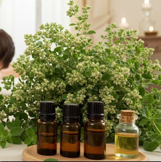 마조람 활용법, 마조람 식물과 오일 사진