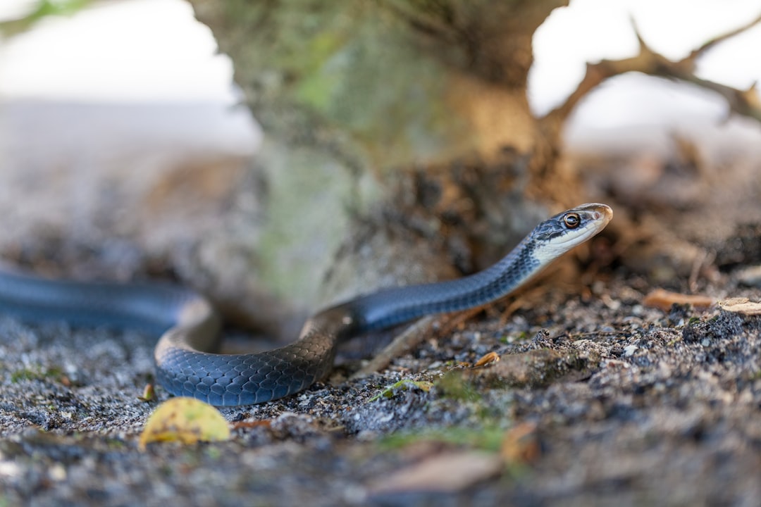 Serpent.