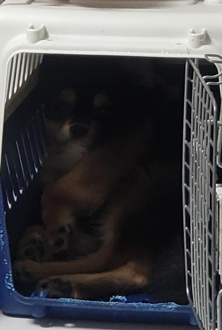 켄넬 훈련에 적응된 달콩