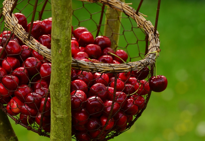 타트체리 유기농 제품이란?