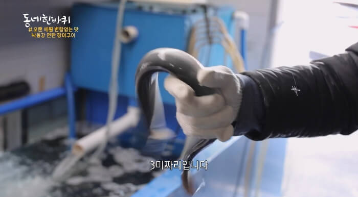 풍천장어