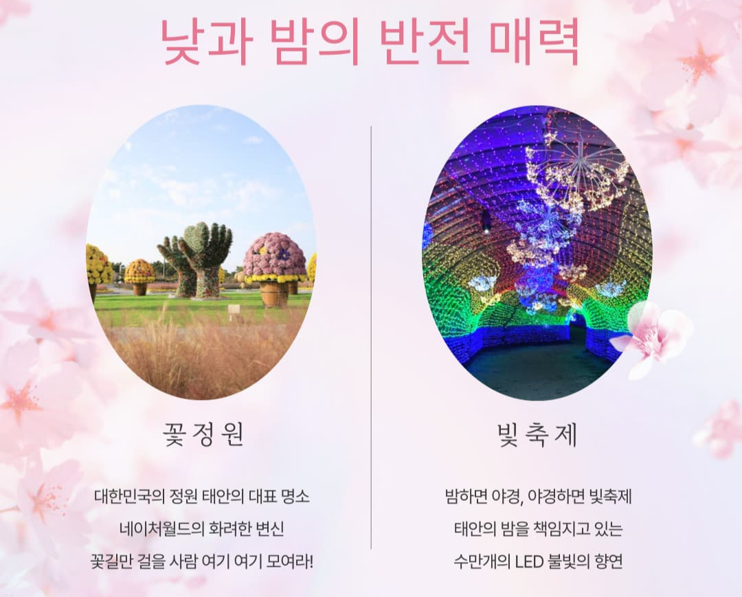 [지역 축제]태안 빛축제｜낮엔 꽃구경, 밤엔 불빛 나들이