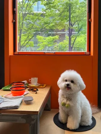 강아지 동반 애견 동반 여행 국내 베스트 10_22