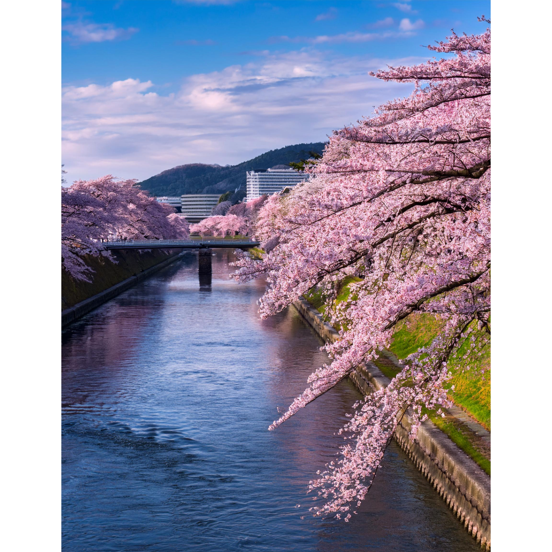전국벚꽂개화시기
