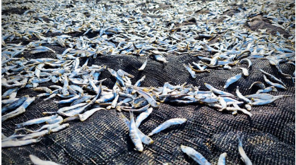 봄철 생선 – 신선한 단백질 보충