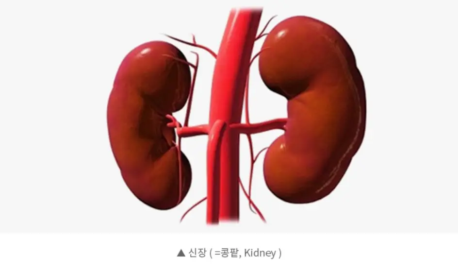 신장에 좋은 음식
