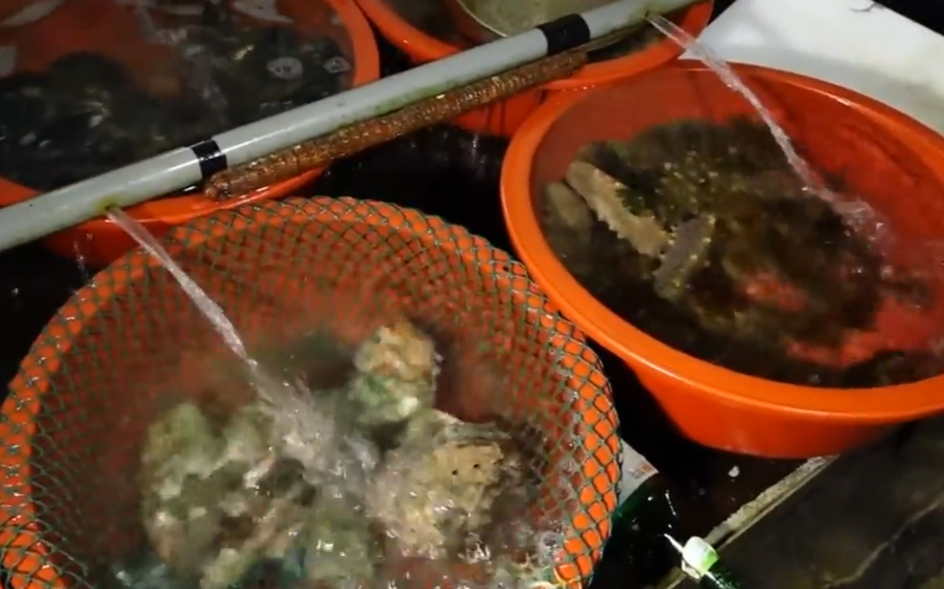 홍도 싱싱한 해산물