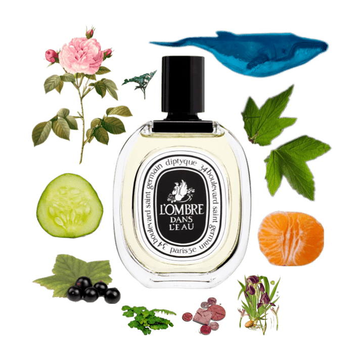 롬브로단로-출시-배경-및-원료