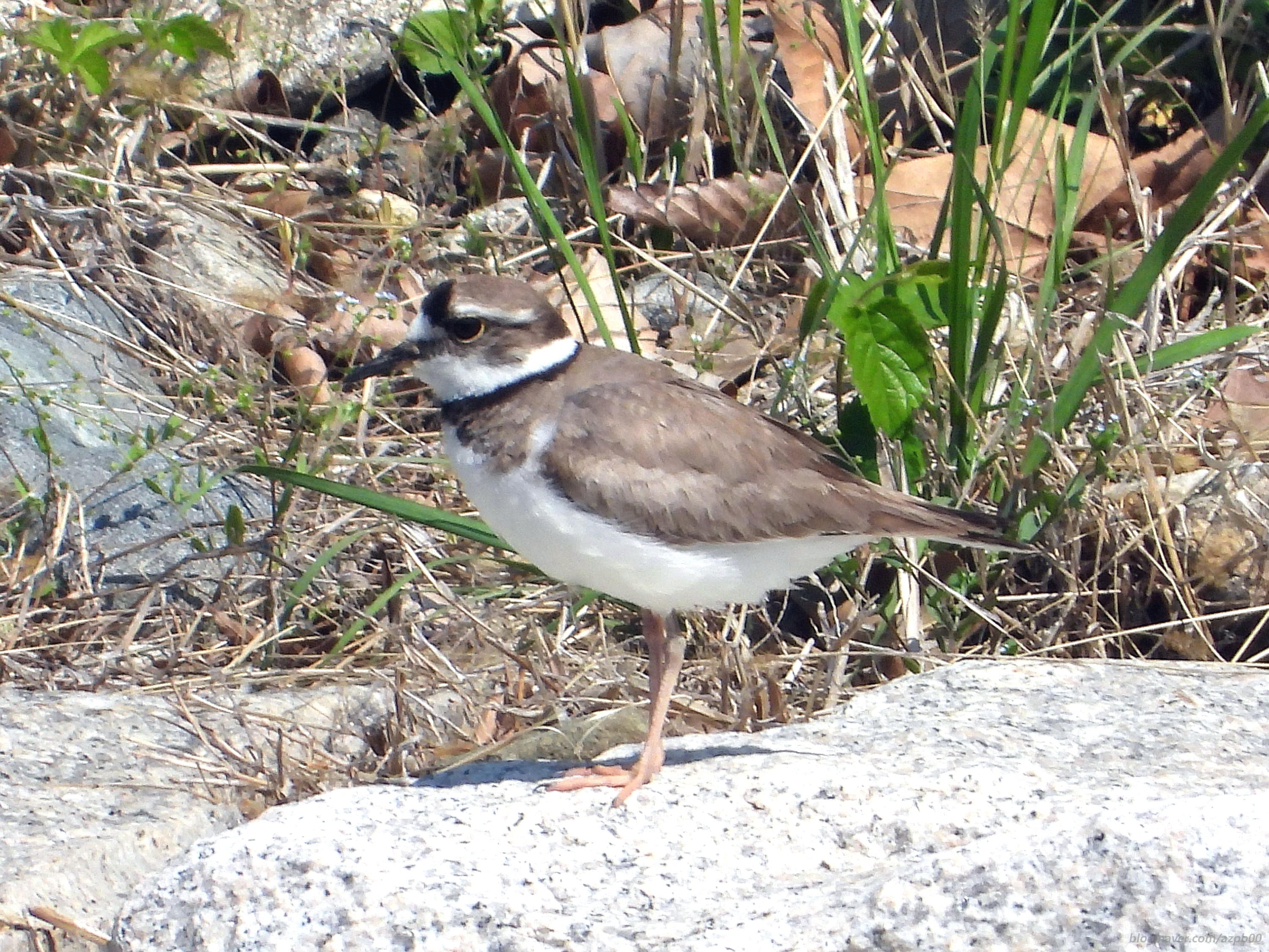 흰목물떼새, 갯벌 위의 마지막 경계자