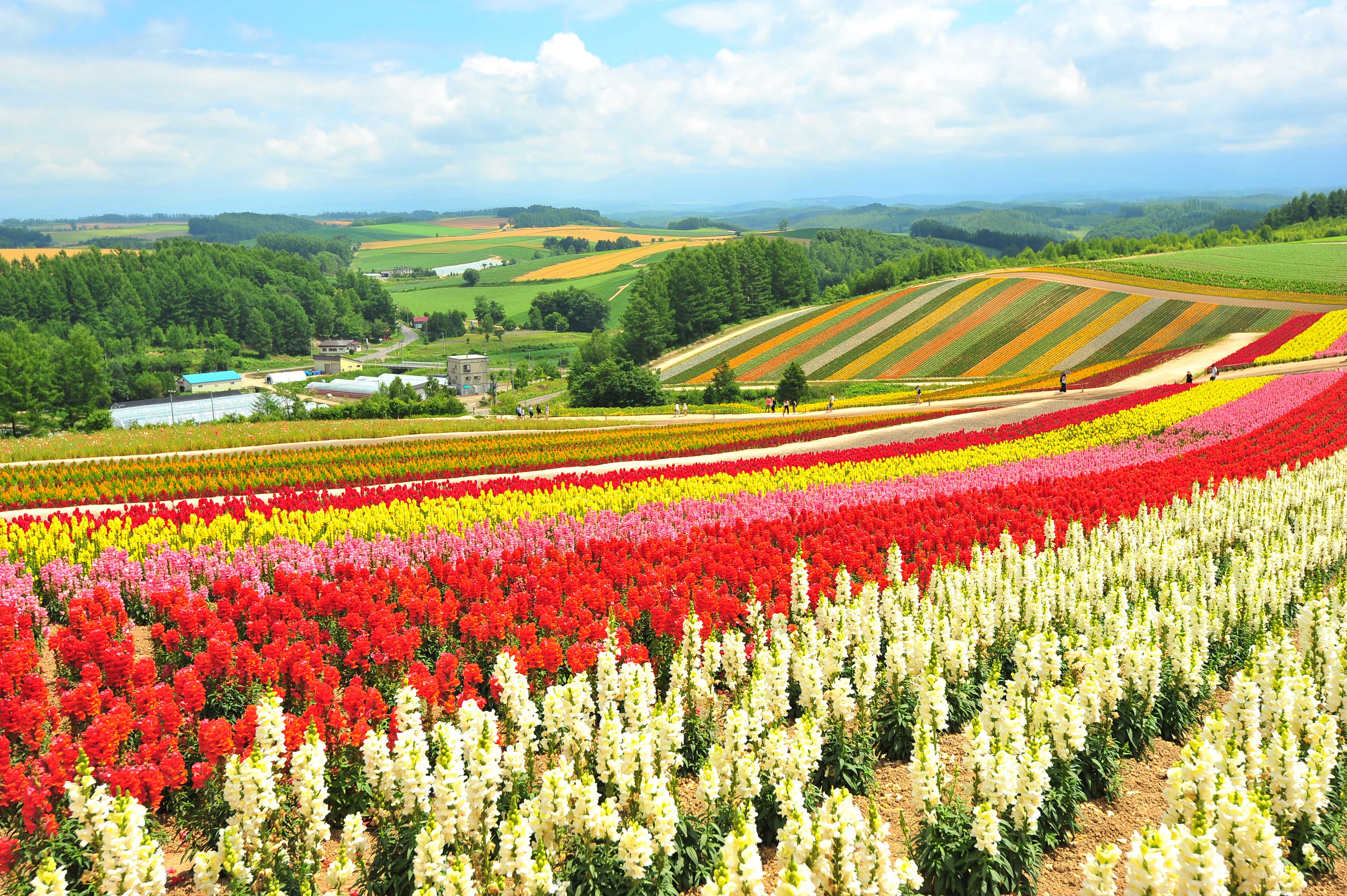 항공권 예약 사이트