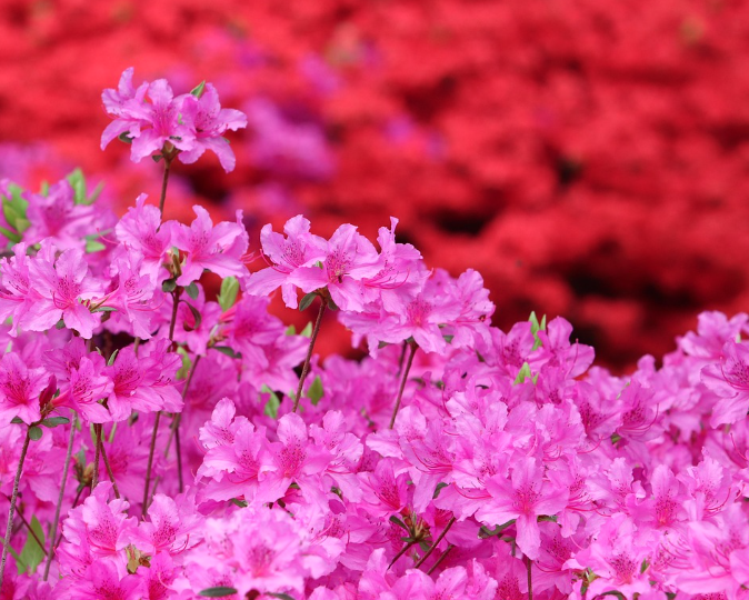 군포 철쭉 축제