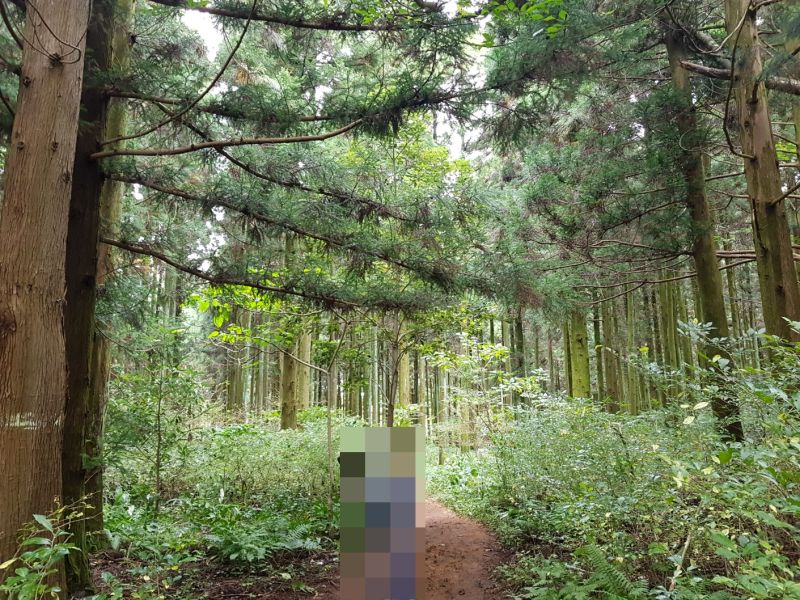 제주 붉은오름휴양림의 상잣성 숲길을 즐기는 아이의 뒷모습