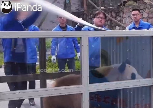 푸바오 중국 실시간 영상, 최근 소식