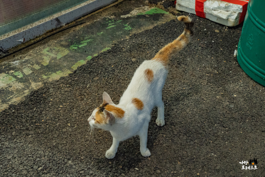 궁평항 고양이