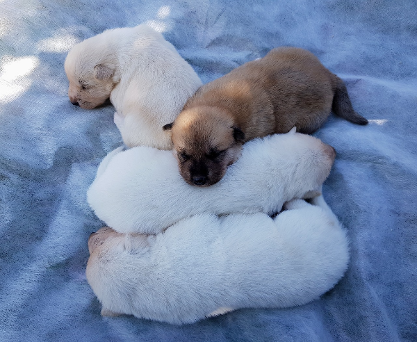 영화 '월레스와 그로밋' 관련 이미지