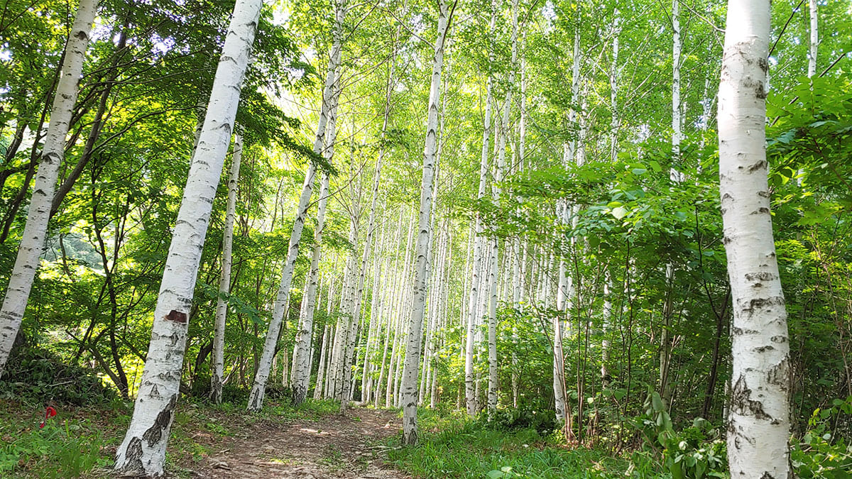 영양 자작나무 수목원 관람 가이드