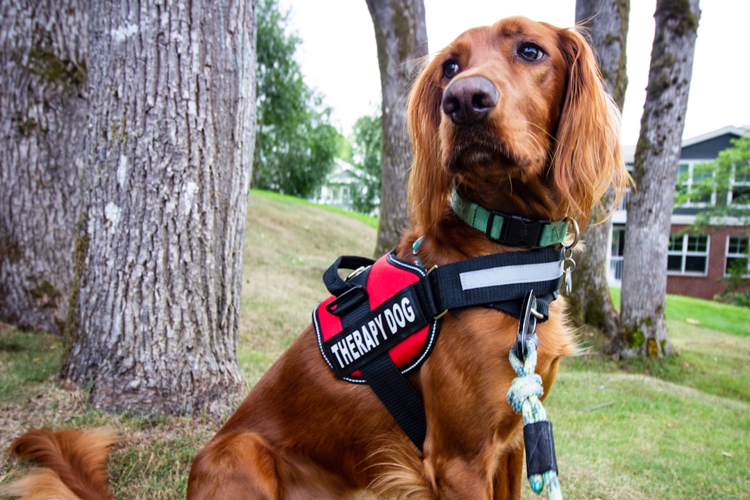 Harness