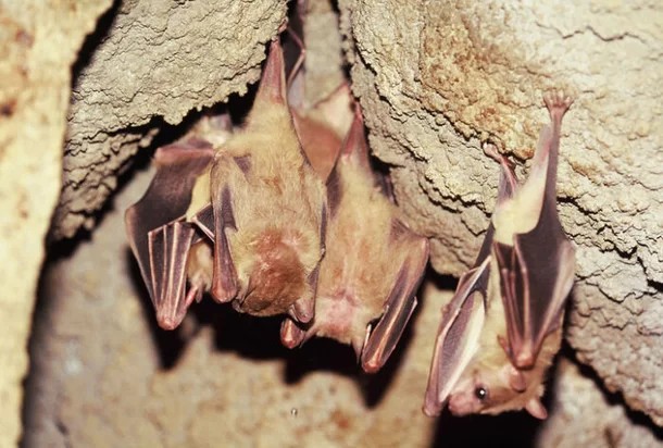 서울 박쥐 출몰