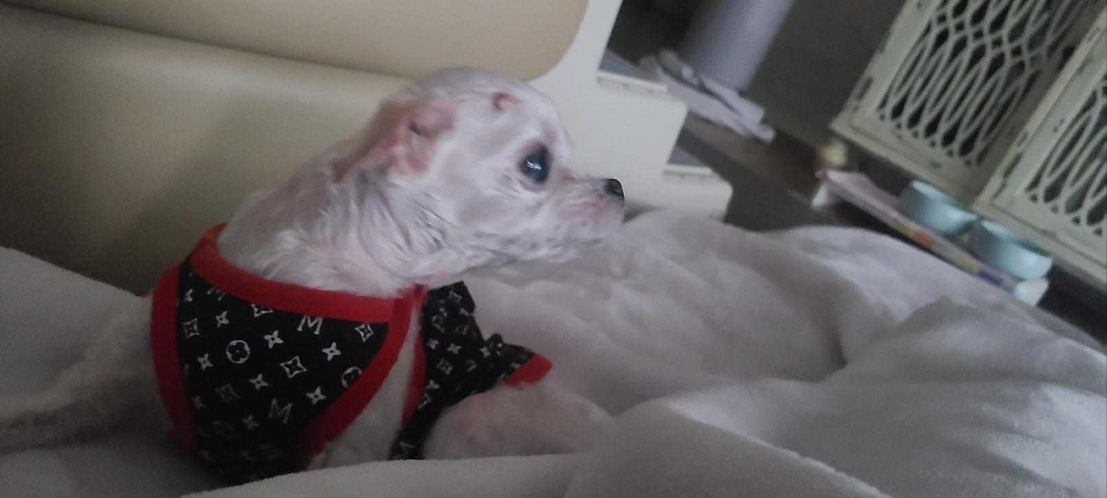 &ldquo;비 오는 날, 왜 이렇게 힘이 없을까&hellip;&rdquo;
 &ldquo;노령견이라면 꼭 확인하세요&rdquo;