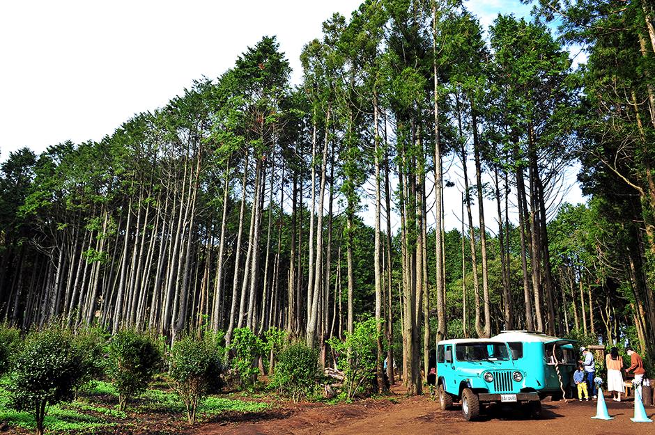 제주 비밀의 숲