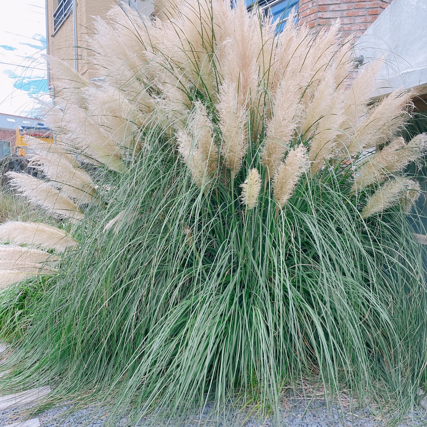 제주 한림 금능 제주구옥 주택개조 카페 잔물결