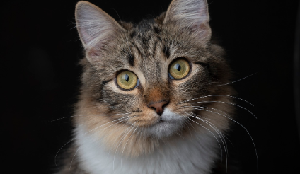 헤어볼 제거제란? 관련 사진