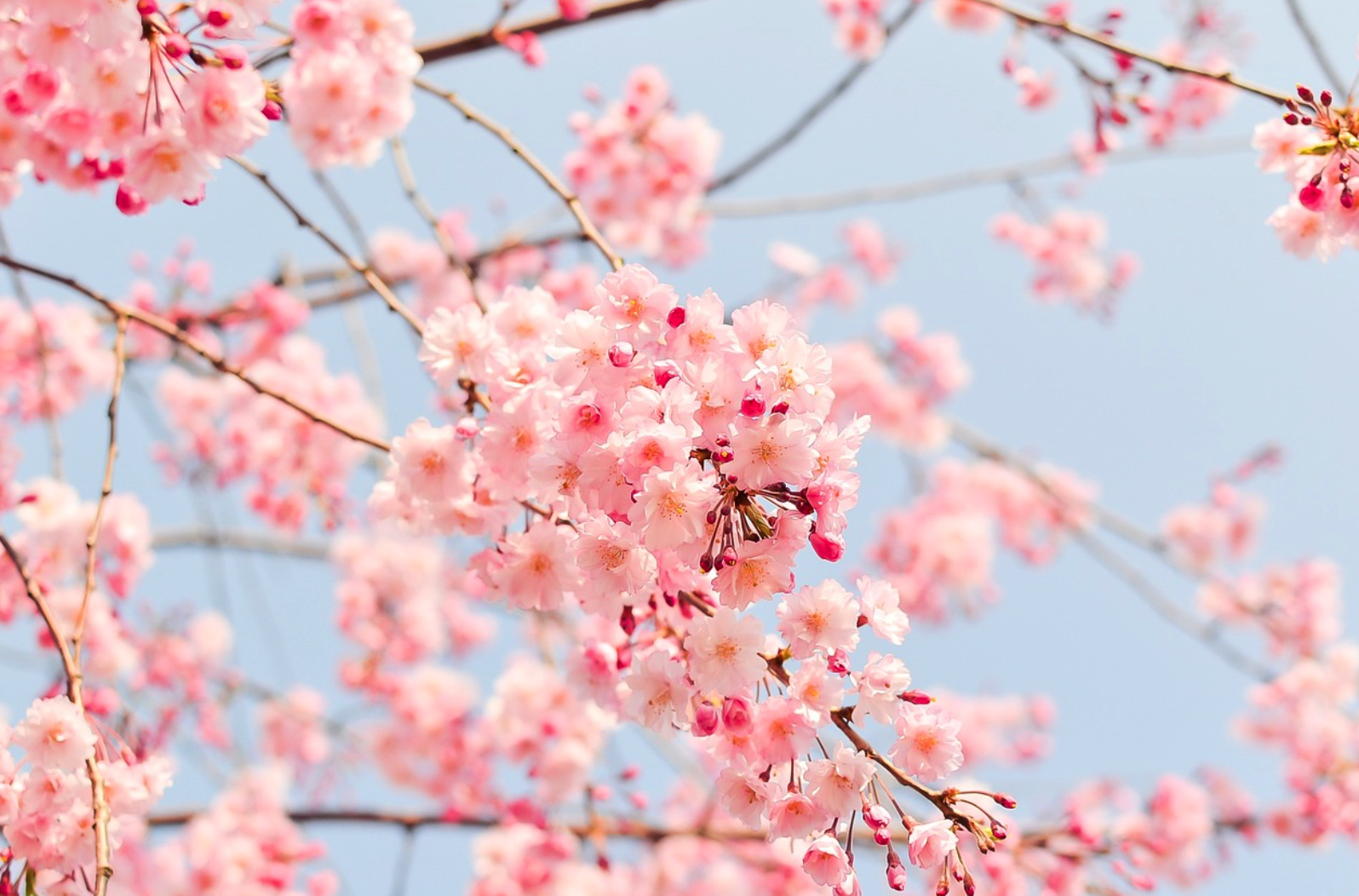 2024 제주도 벚꽃 축제 일정