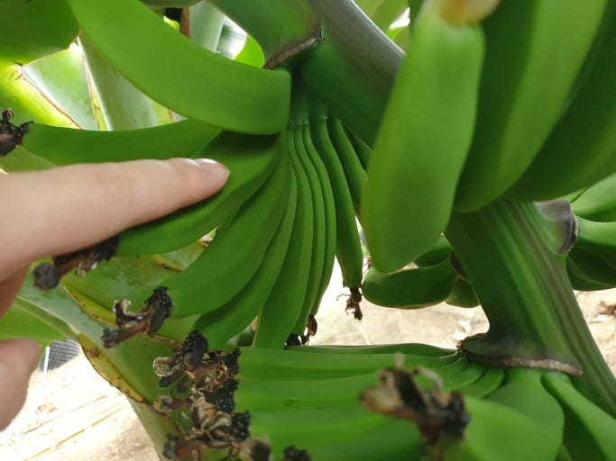 바나나는 나무가 아니다