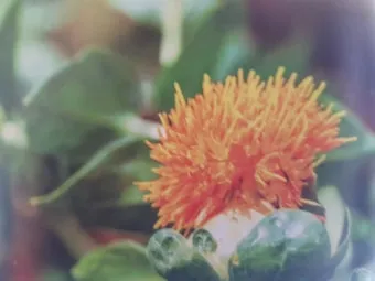 홍화 재배 건조 기후 적합 파종 요령 채종 관리_8