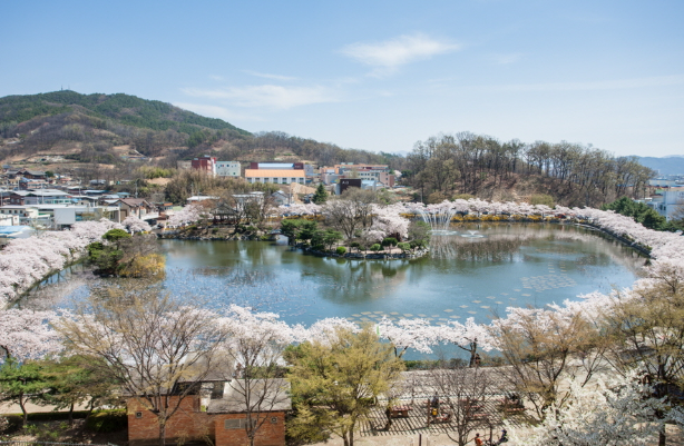 김천 연화지 벚꽃 축제