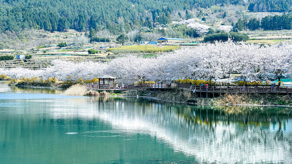 전라도 여수 승월마을 벚꽃 2024 벚꽃 명소 작년보다 빠른 벚꽃 개화 시기