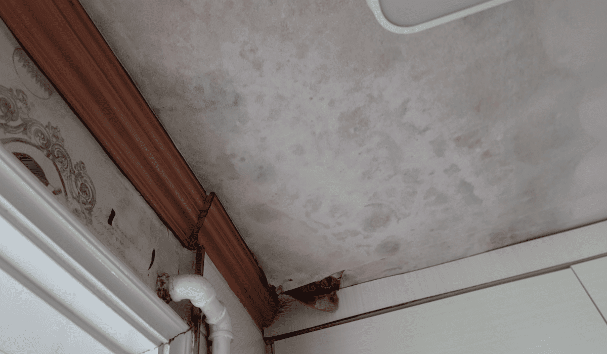 곰팡이_냄새_없애는_법_5