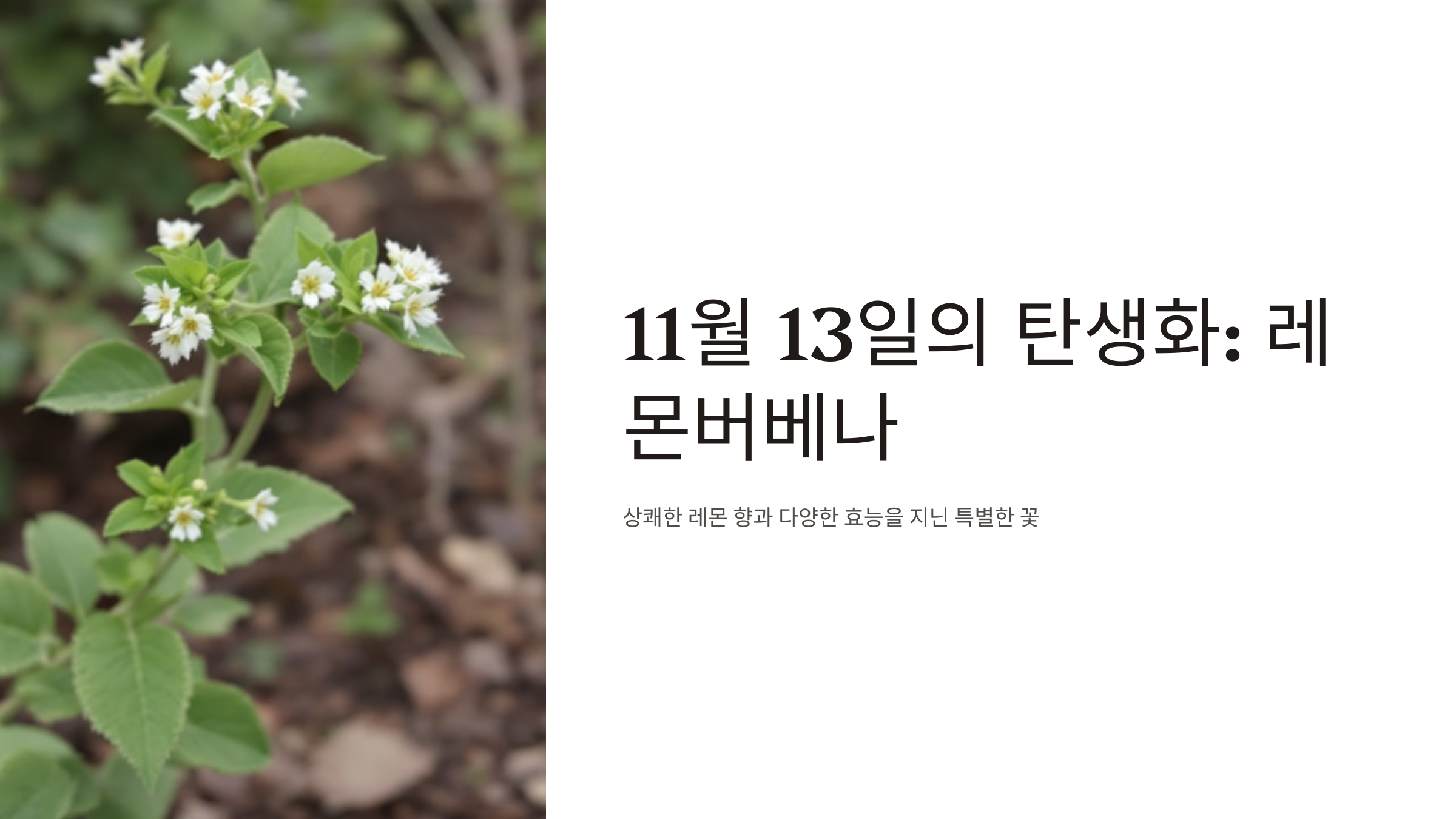 11월 13일의 탄생화