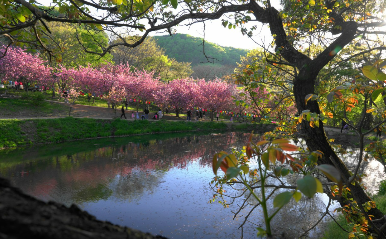 충남 벚꽃 명소 드라이브 코스 베스트 5 (각원사, 원성천, 공주 동학사, 서산 문수사, 서산 개심사 )