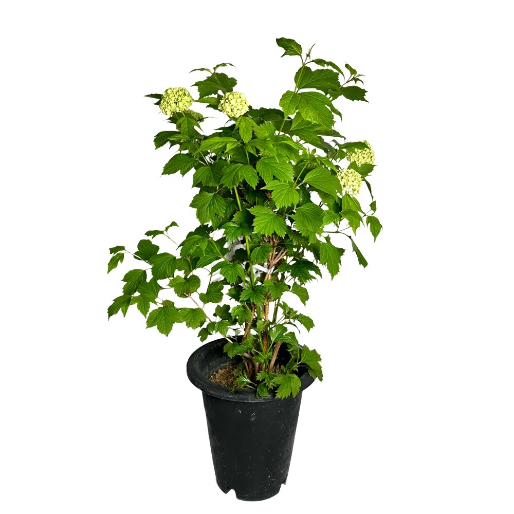 불두화 키우기 수국 꽃 목수국